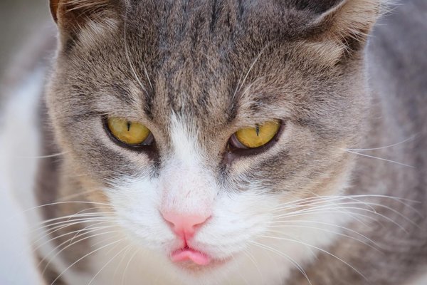 Grün in der stadt: wie dachbegrünungen die artenvielfalt urbaner räume stärken